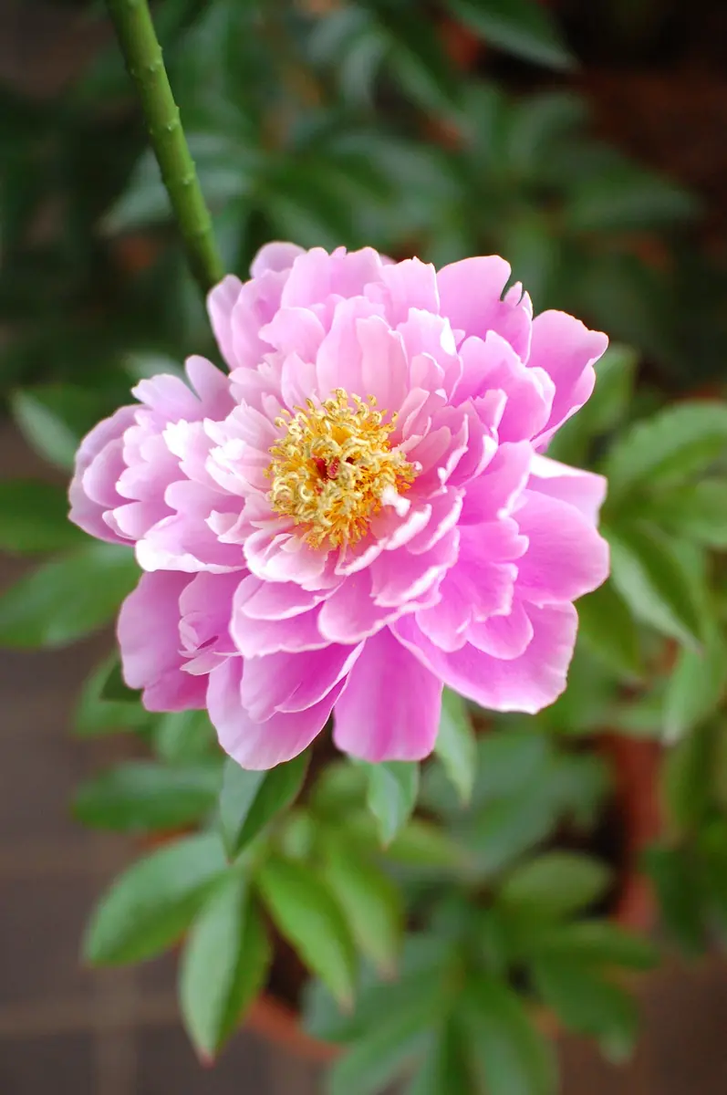 立てよ芍薬【完了】｜そだレポ（栽培レポート）byちんくしゃねこ