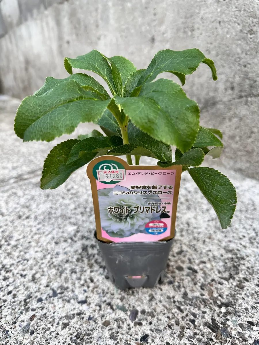 クリスマスローズ様　山梨県産　皇寿　EM 酵母栽培　即日発送　3kg×2箱 クリスマスローズ、ホワイトプリマドレスを育ててみた｜そだレポ（栽培