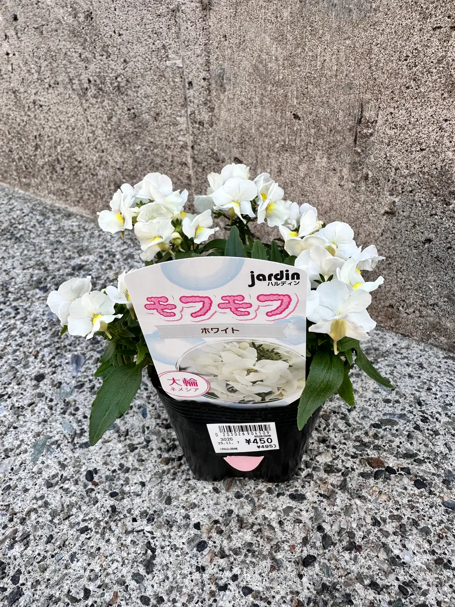 ネメシア、モフモフを育ててみる｜そだレポ（栽培レポート）byみゃーこ