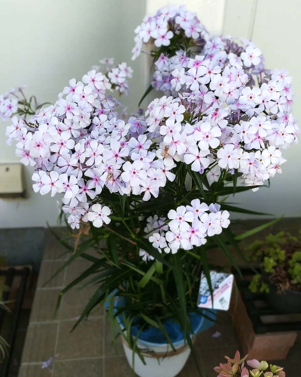 PWフロックスオープニングアクトピンクアドットを鉢植えで満開に