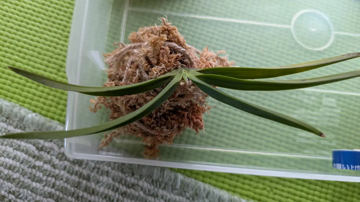 フウランを水苔で育てる。｜そだレポ（栽培レポート）byはーとねこ 