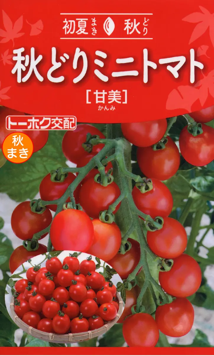 2025年秋どりトマト甘美｜そだレポ（栽培レポート）byはなまる1203