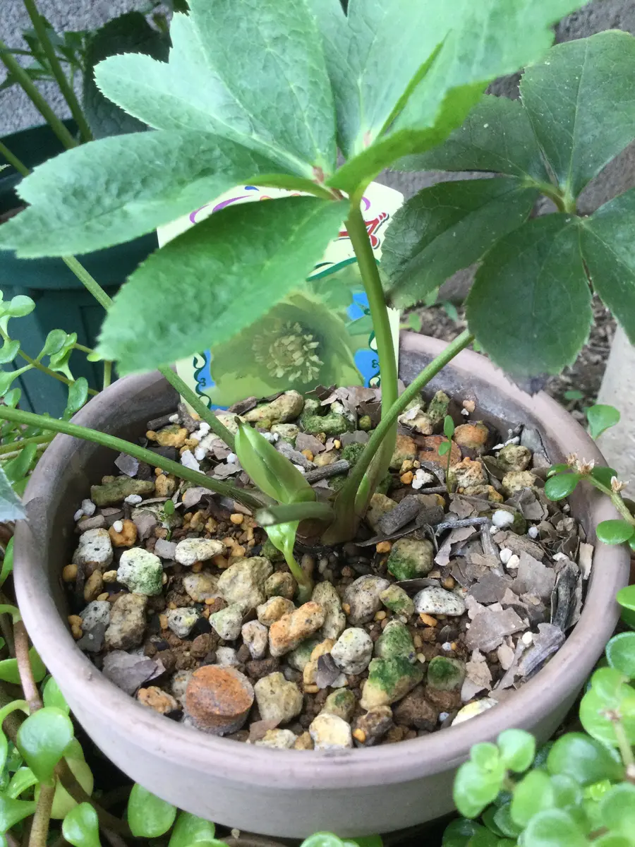 クリスマスローズ種 終了致しました。 クリスマスローズ種 終了致し