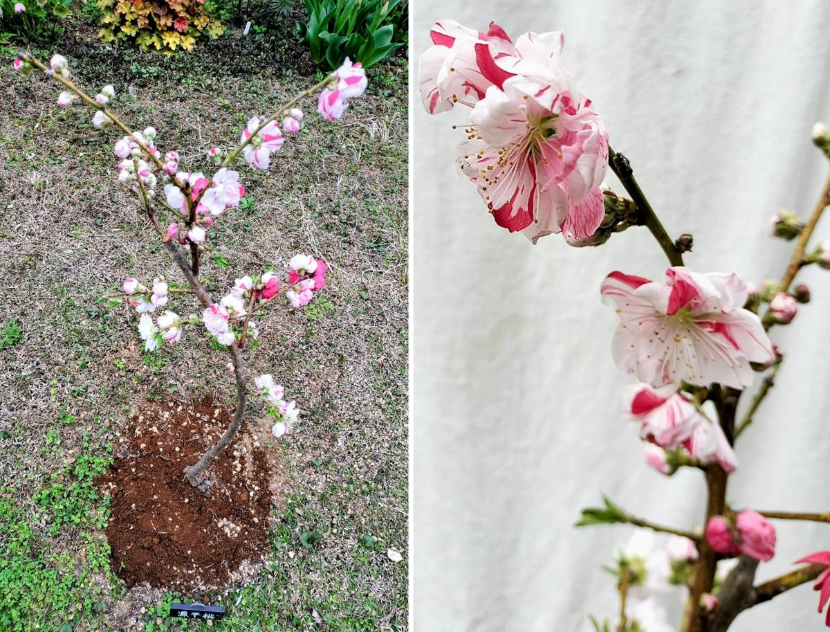 Adhoc solide 立ち 源平 桃 花桃の苗木 立ち源平桃 咲き分け 植物・園芸