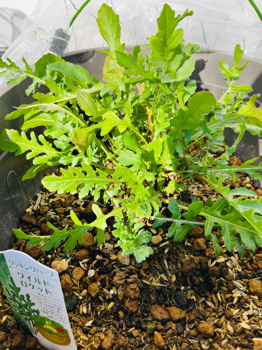 ルッコラの栽培🌱｜そだレポ（栽培レポート）bypeacegarden｜みんなの