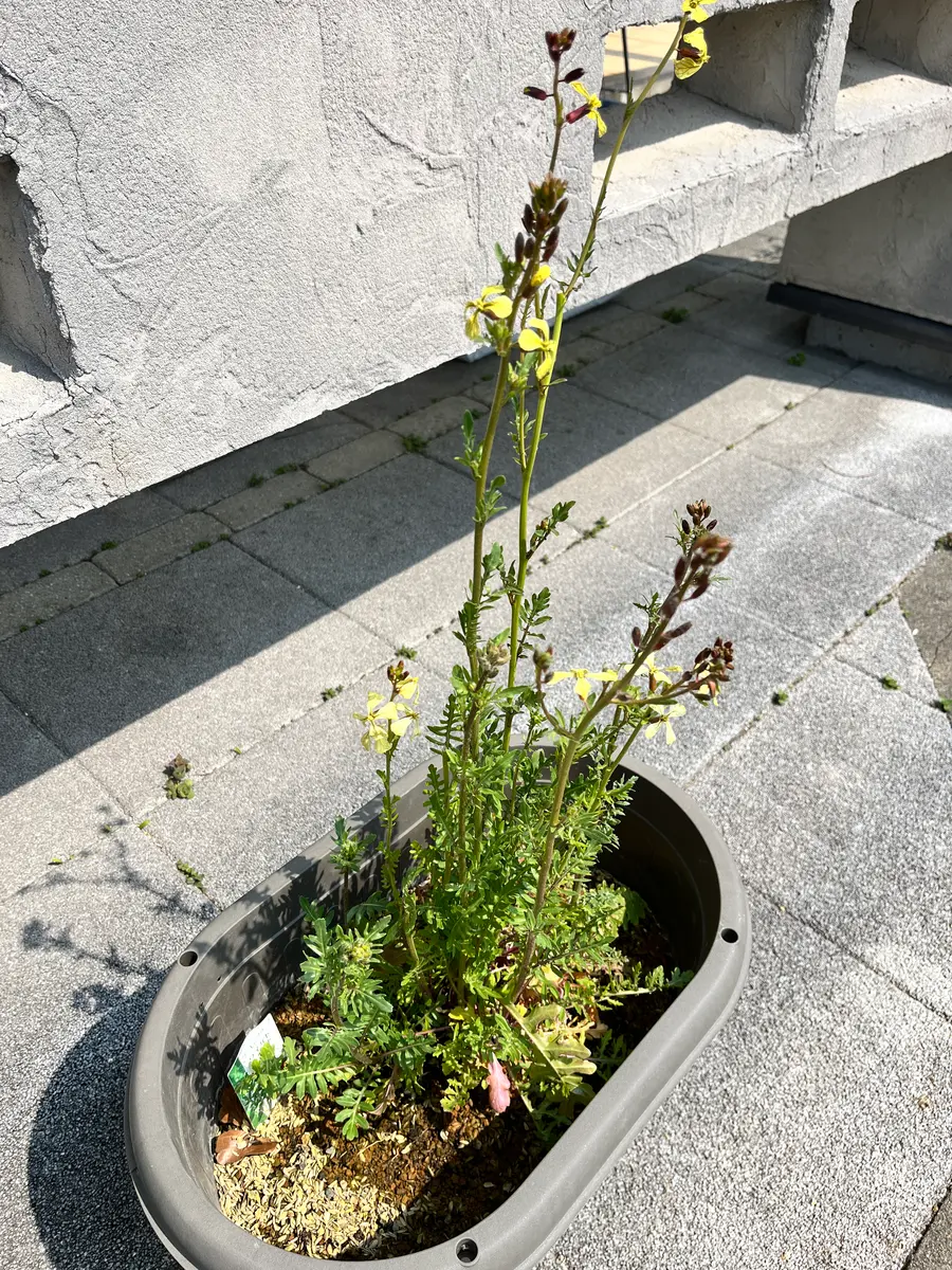 ルッコラの栽培🌱｜そだレポ（栽培レポート）bypeacegarden｜みんなの