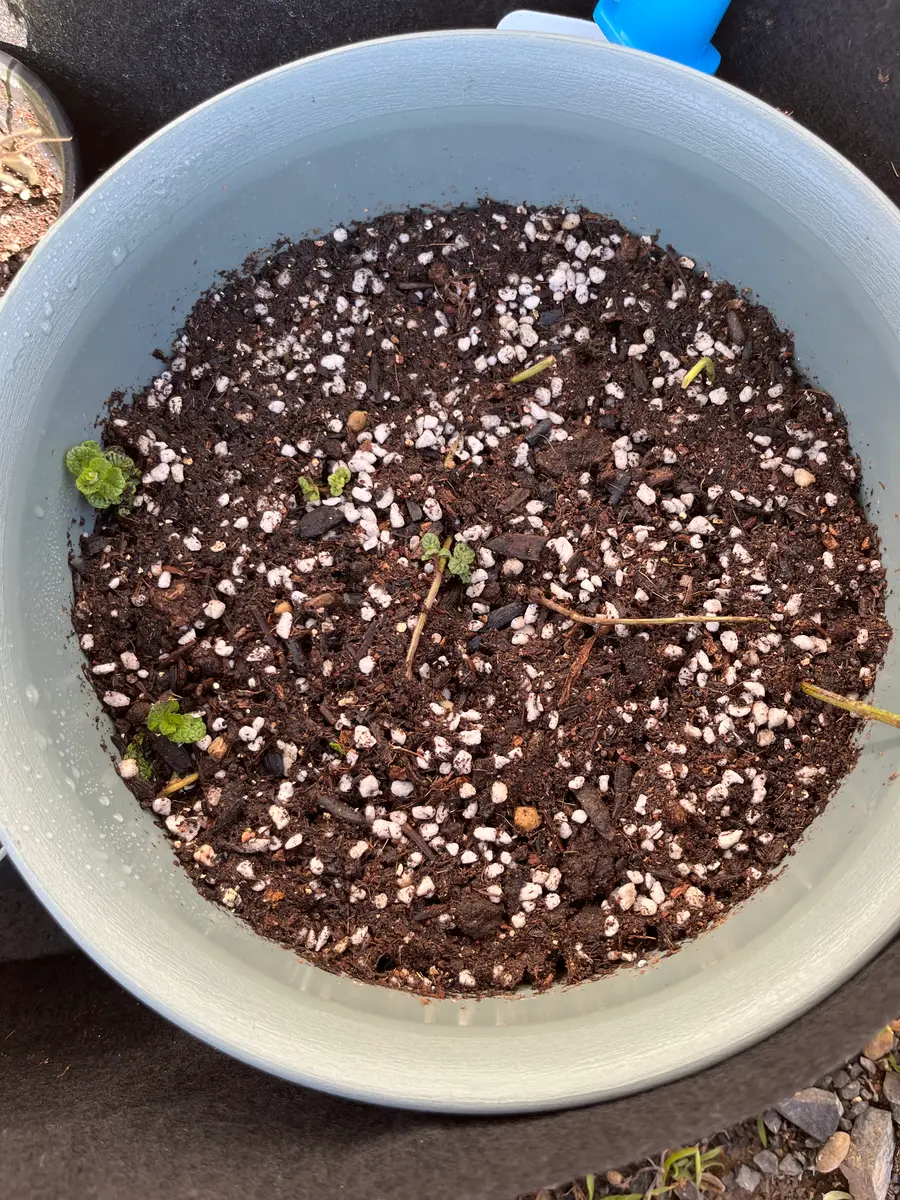 アップルミントの抜き苗から育ててみた！｜そだレポ（栽培レポート）by