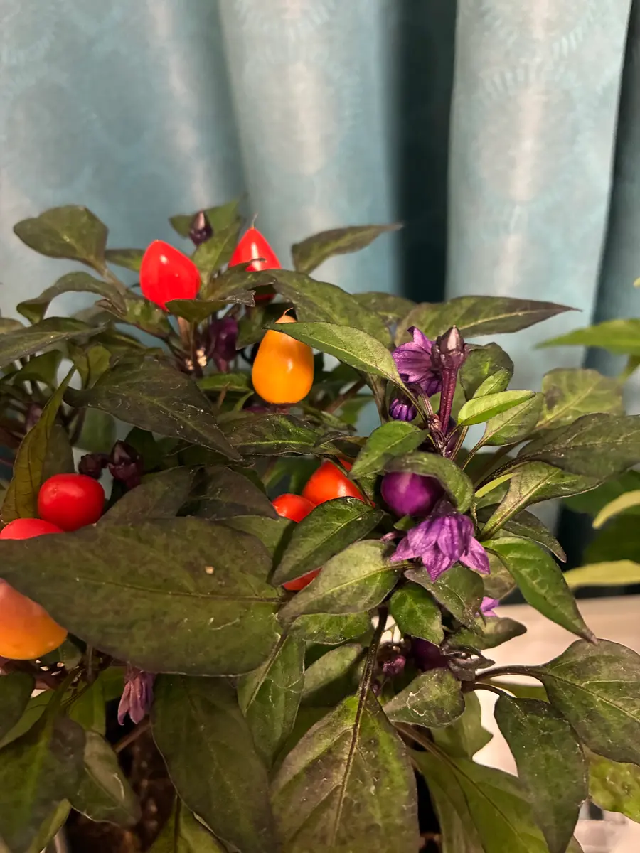 憧れの鑑賞用トウガラシ！紫編｜そだレポ（栽培レポート）by脱走芸人