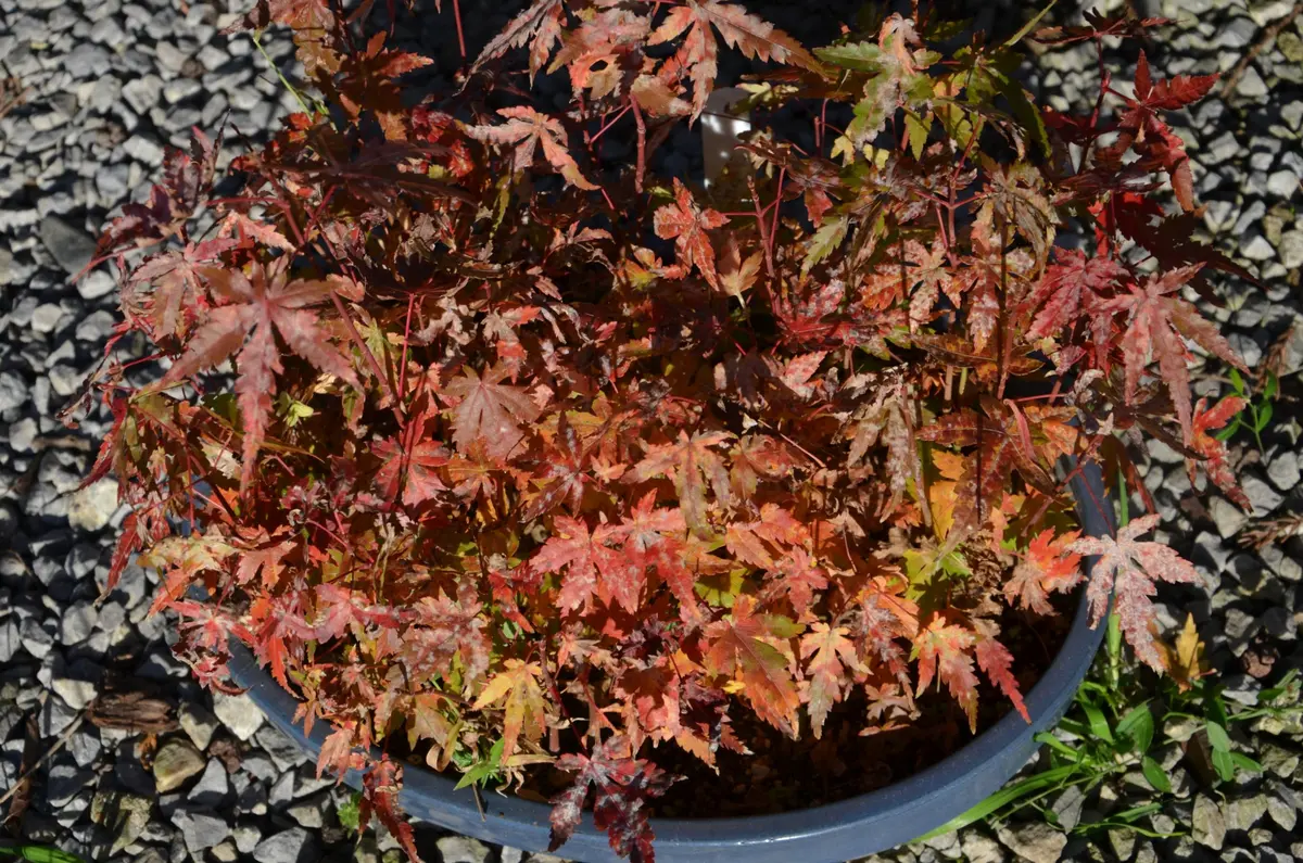 表紙「もみじを種から育て、紅葉を楽しむ。」-そだレポ｜みんなの趣味