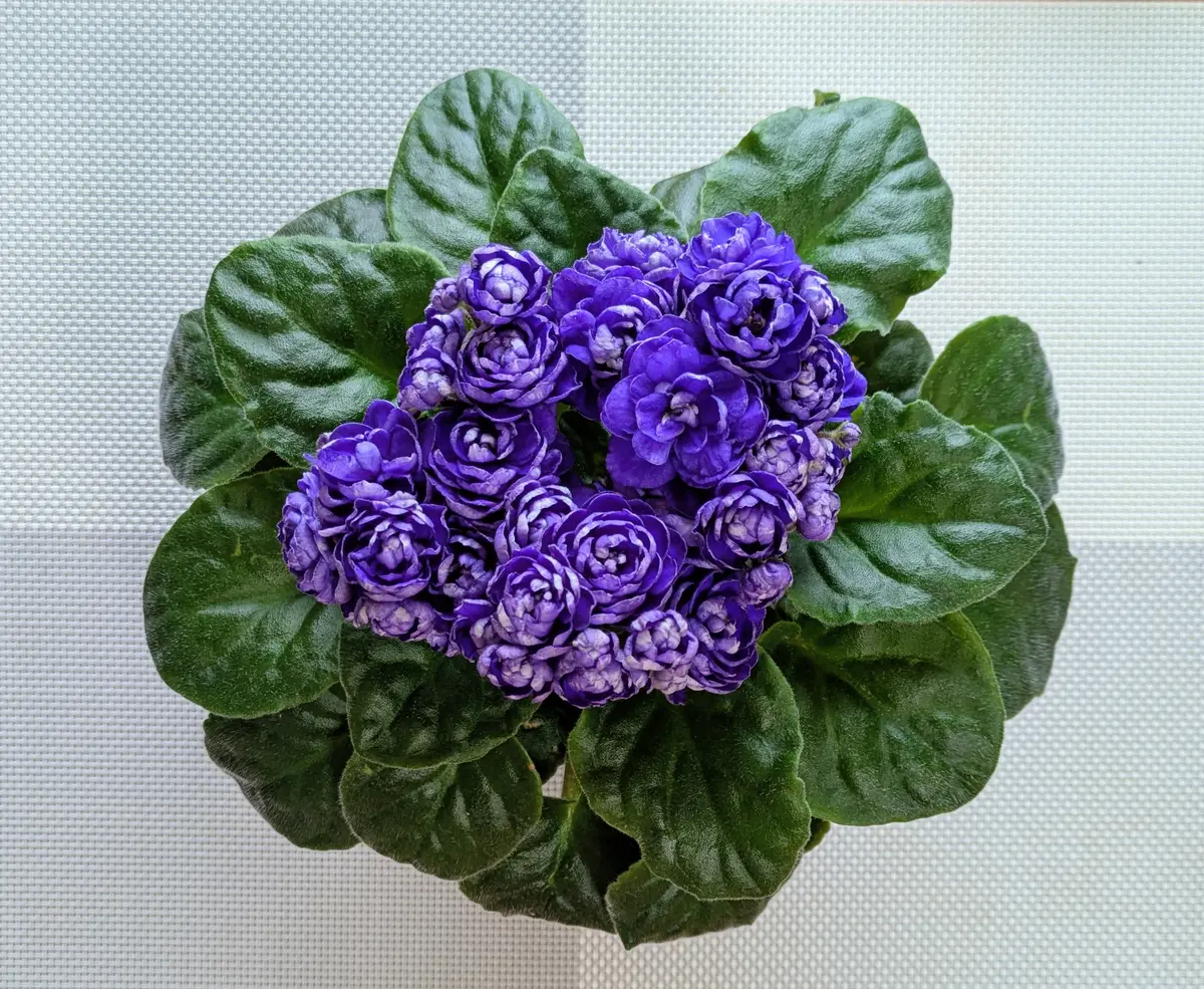 セントポーリアの葉挿し：青花八重のアルベール｜そだレポ（栽培