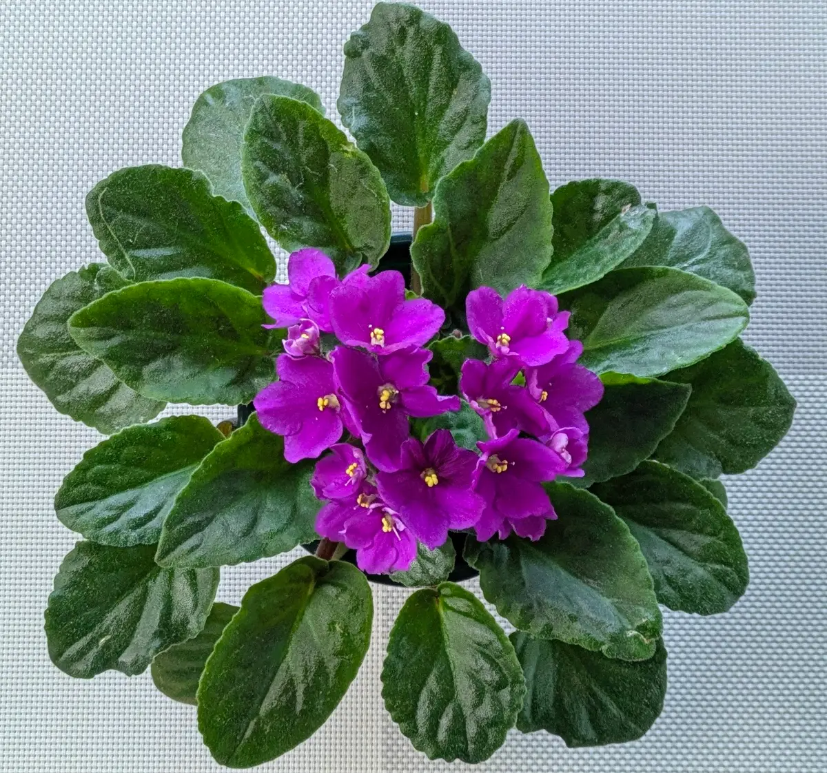 セントポーリアの葉挿し：紅花一重咲きのアキラ｜そだレポ（栽培 