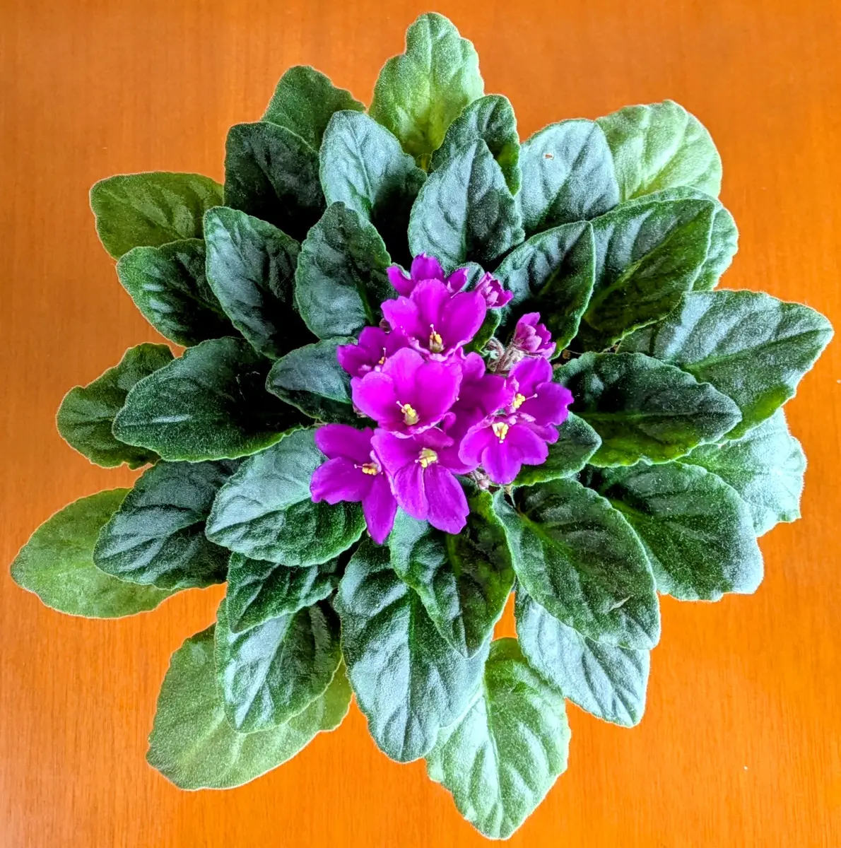 セントポーリアの葉挿し：紅花一重咲きのアキラ｜そだレポ（栽培