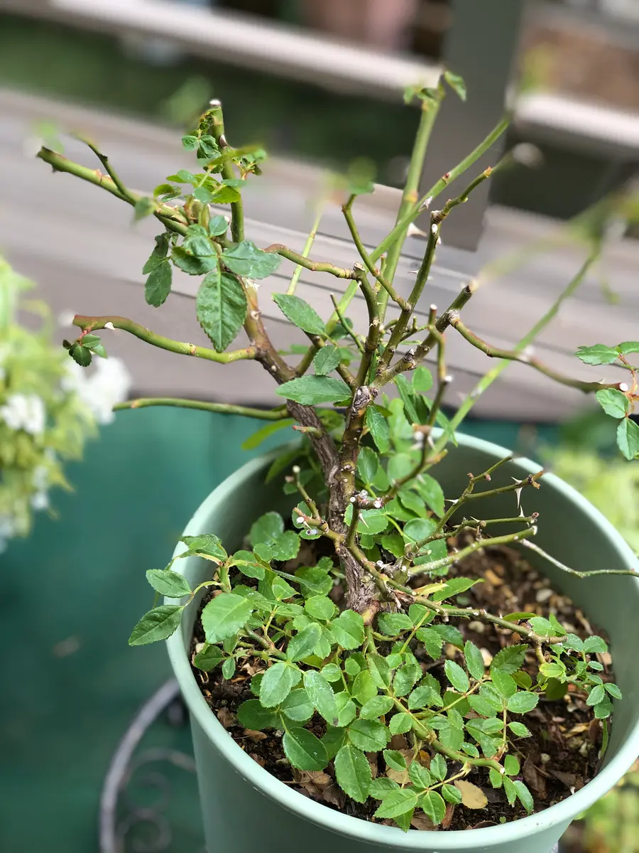 2鉢目のバラは《ミニバラ(接ぎ木苗)レスキュー》…斜め植えからの樹形