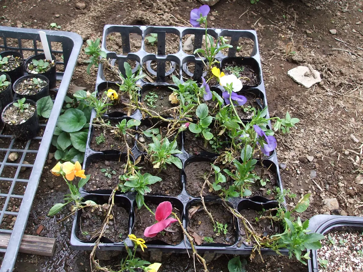 夏用挿し穂 パンジー挿し穂＆夏越しできるの？｜そだレポ（栽培レポート