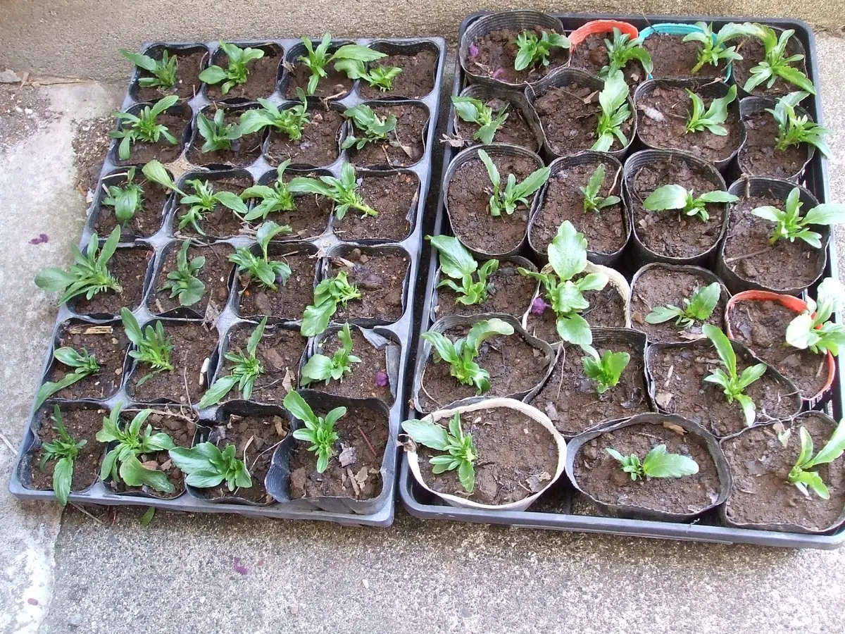 夏用挿し穂 夏用挿し穂