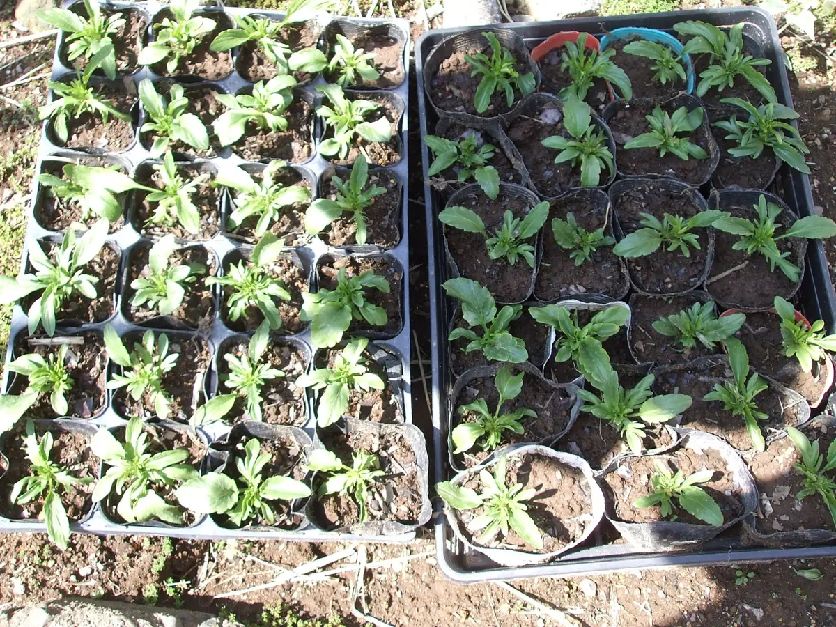 夏用挿し穂 パンジー挿し穂＆夏越しできるの？｜そだレポ（栽培レポート