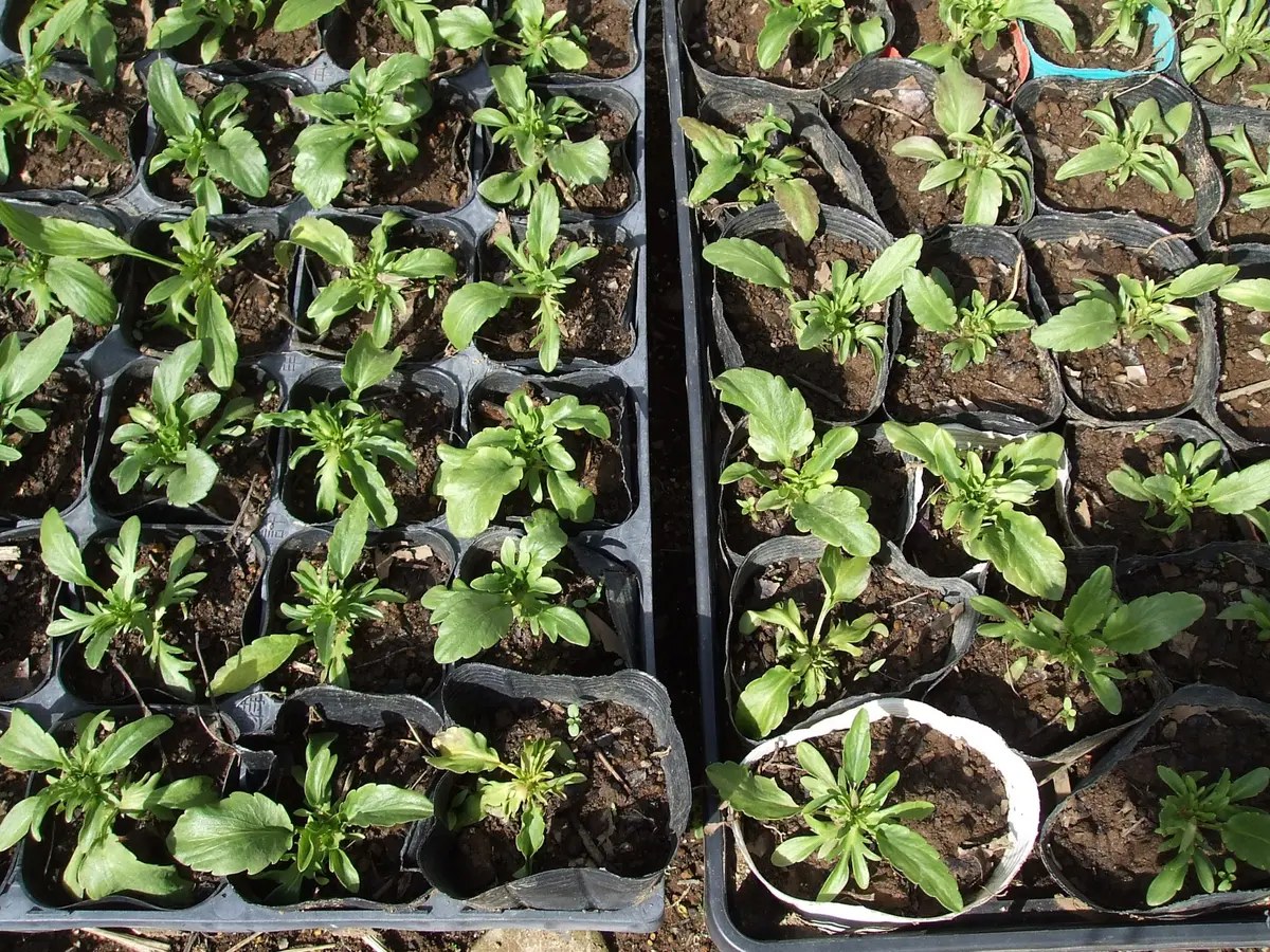 パンジー挿し穂＆夏越しできるの？｜そだレポ（栽培レポート）bysasa