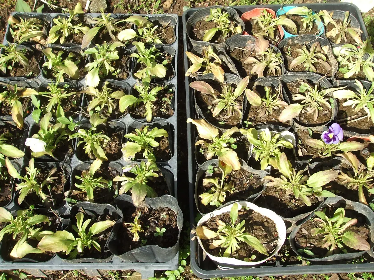 夏用挿し穂 パンジーとビオラを挿し芽で増やす②】夏越し前提 季節外れの