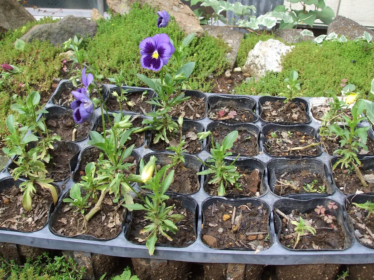 夏用挿し穂 パンジー挿し穂＆夏越しできるの？｜そだレポ（栽培レポート