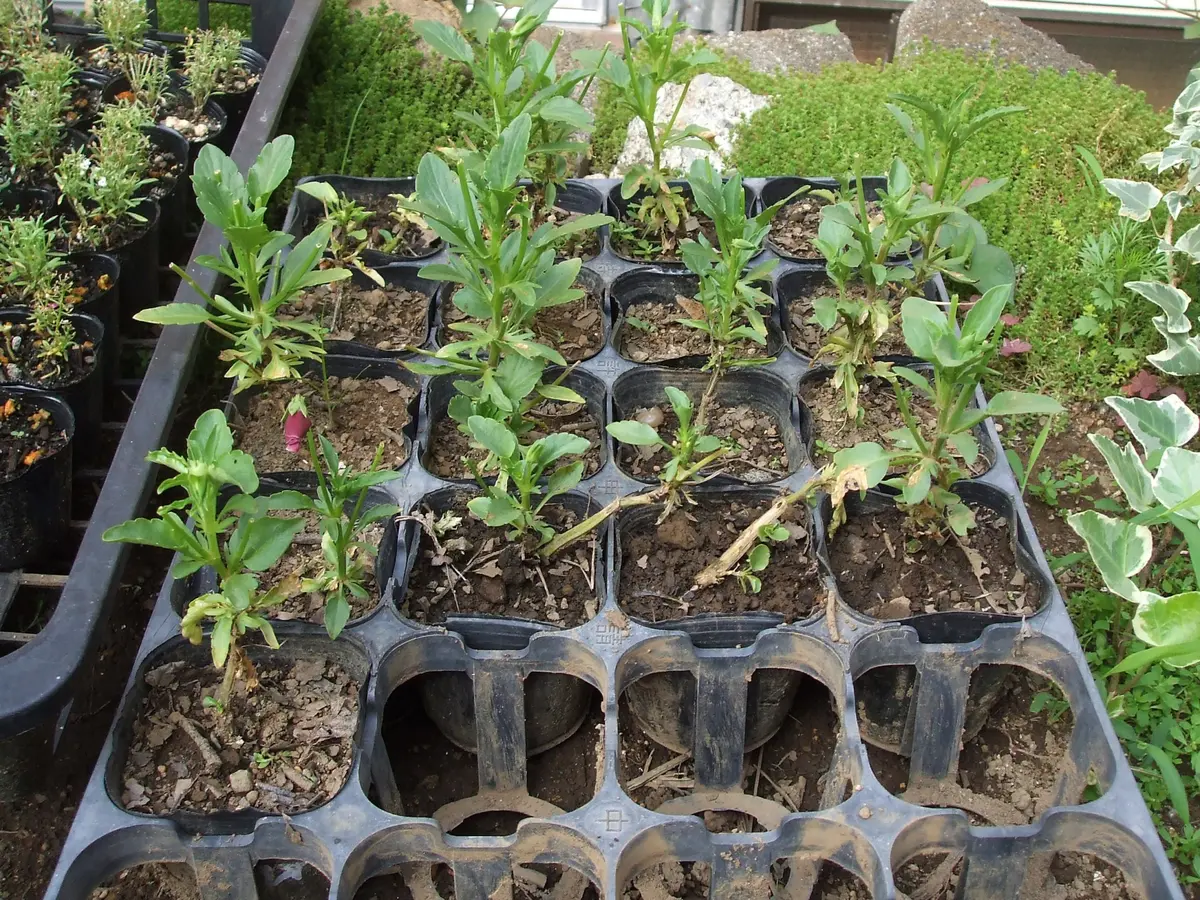 夏用挿し穂 Careful instructions on how to take azalea cuttings using