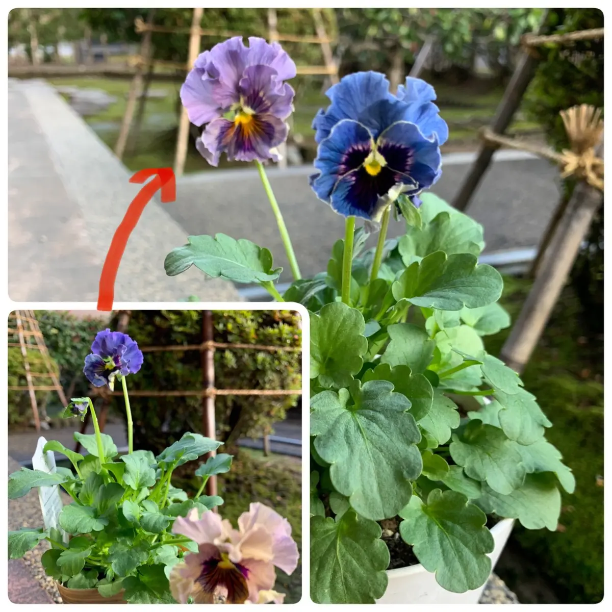 ビオラ(レディ)の色変わりを観察する｜そだレポ（栽培レポート）byし