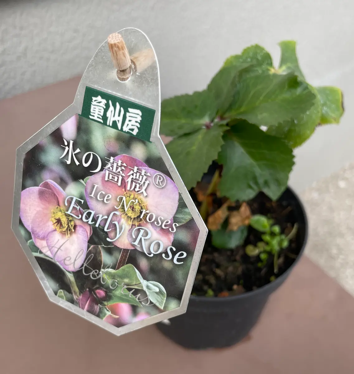 氷の薔薇 見切り苗復活チャレンジ｜そだレポ（栽培レポート）byゆゆゆ