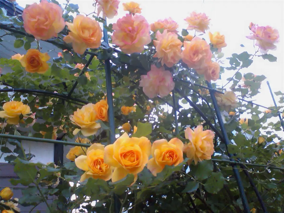 5年目のサハラ'98｜そだレポ（栽培レポート）byもりこ（旦那は