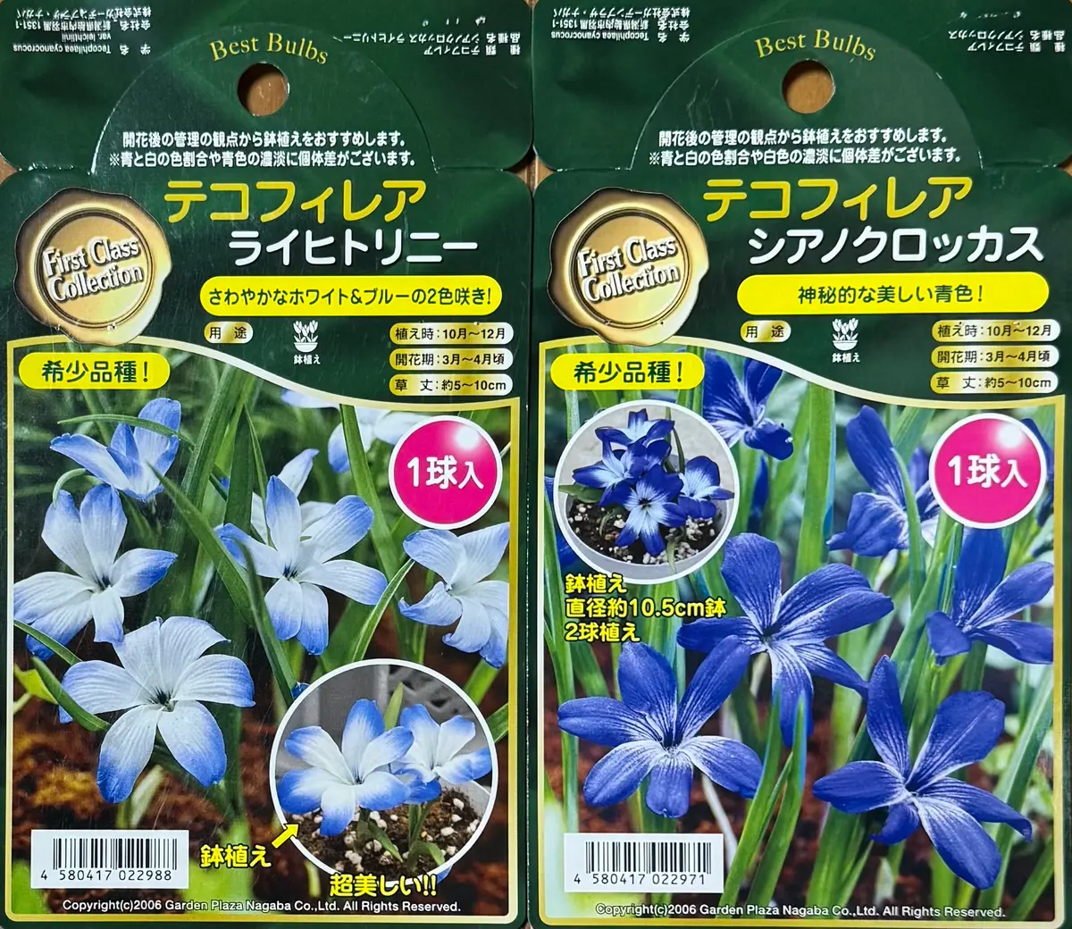 テコフィレアを鉢植えで(1)｜そだレポ（栽培レポート）byカヌレ