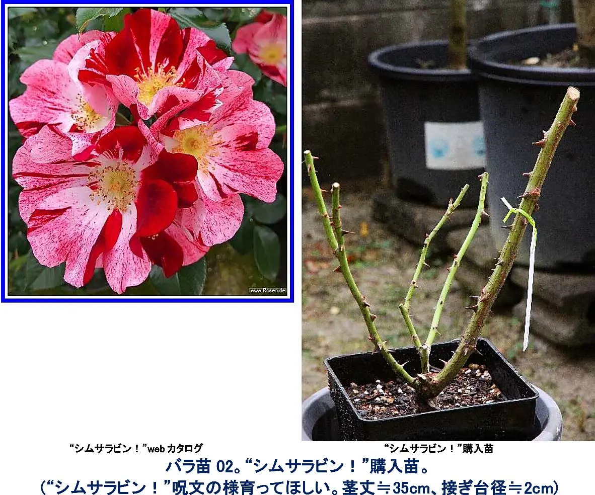 バラ“シムサラビン！”。園芸店員氏お勧め、呪文｢開けごま！」x1苗購入