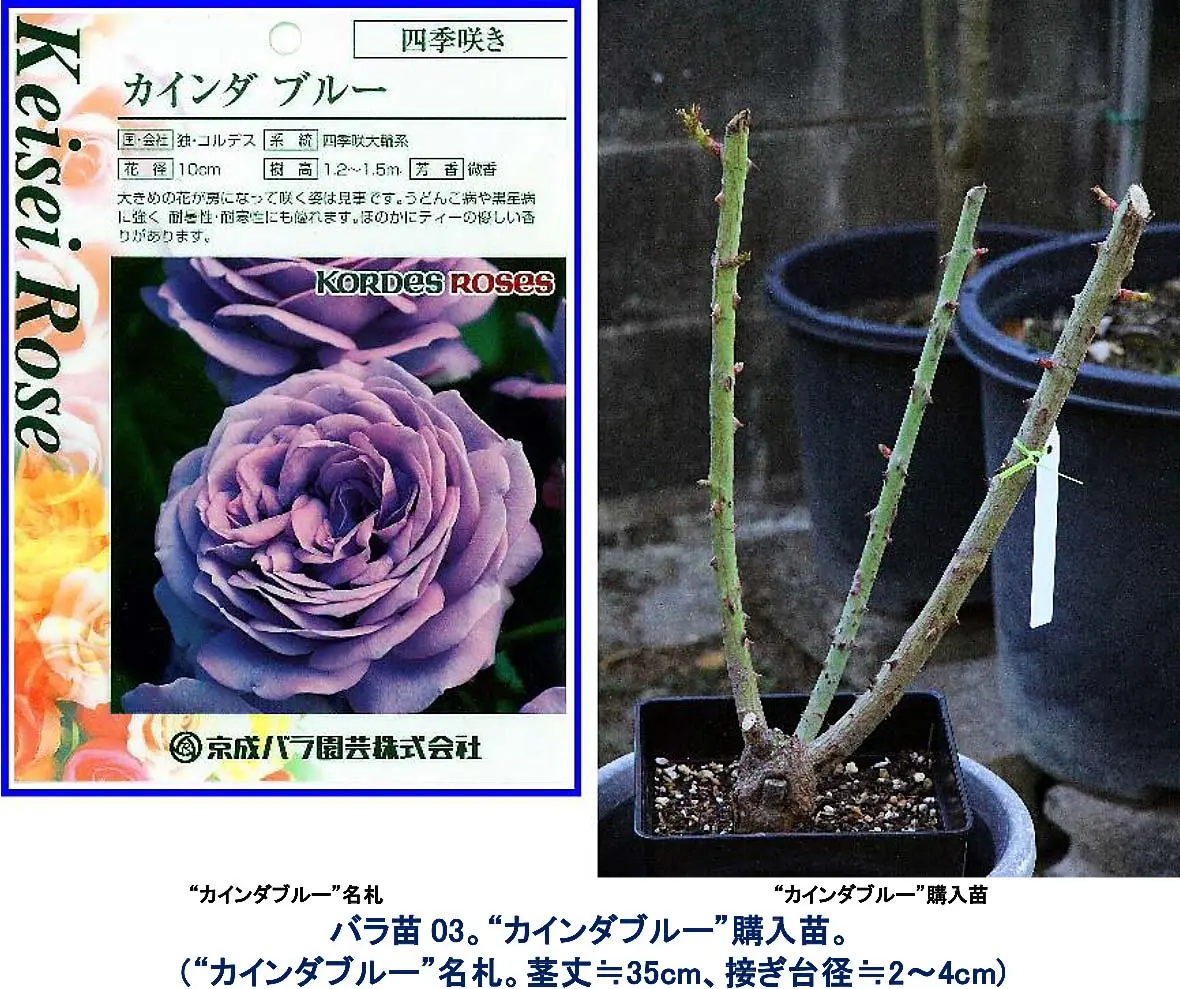 バラ“シムサラビン！”。園芸店員氏お勧め、呪文｢開けごま！」x1苗購入