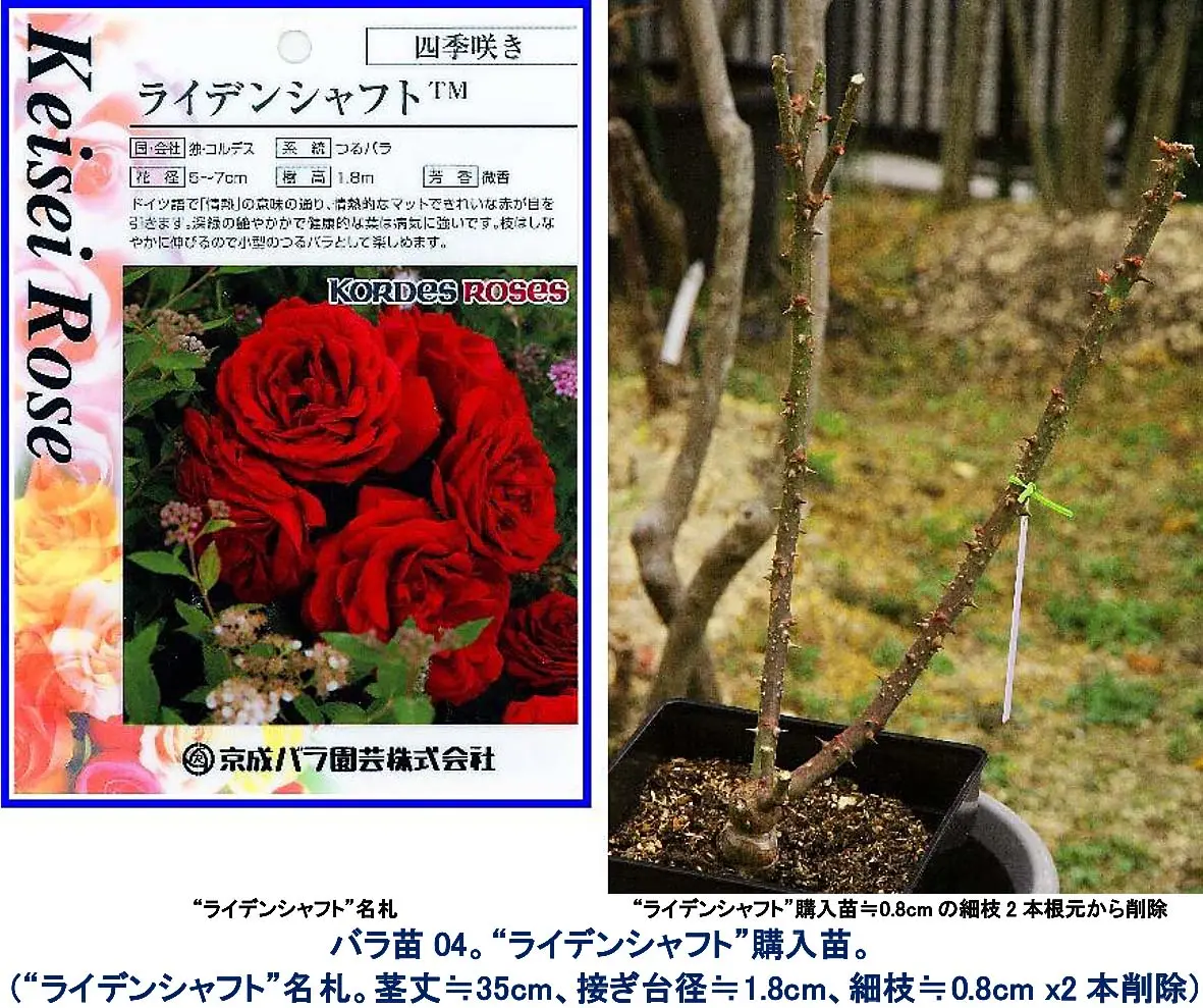 バラ“シムサラビン！”。園芸店員氏お勧め、呪文｢開けごま！」x1苗購入