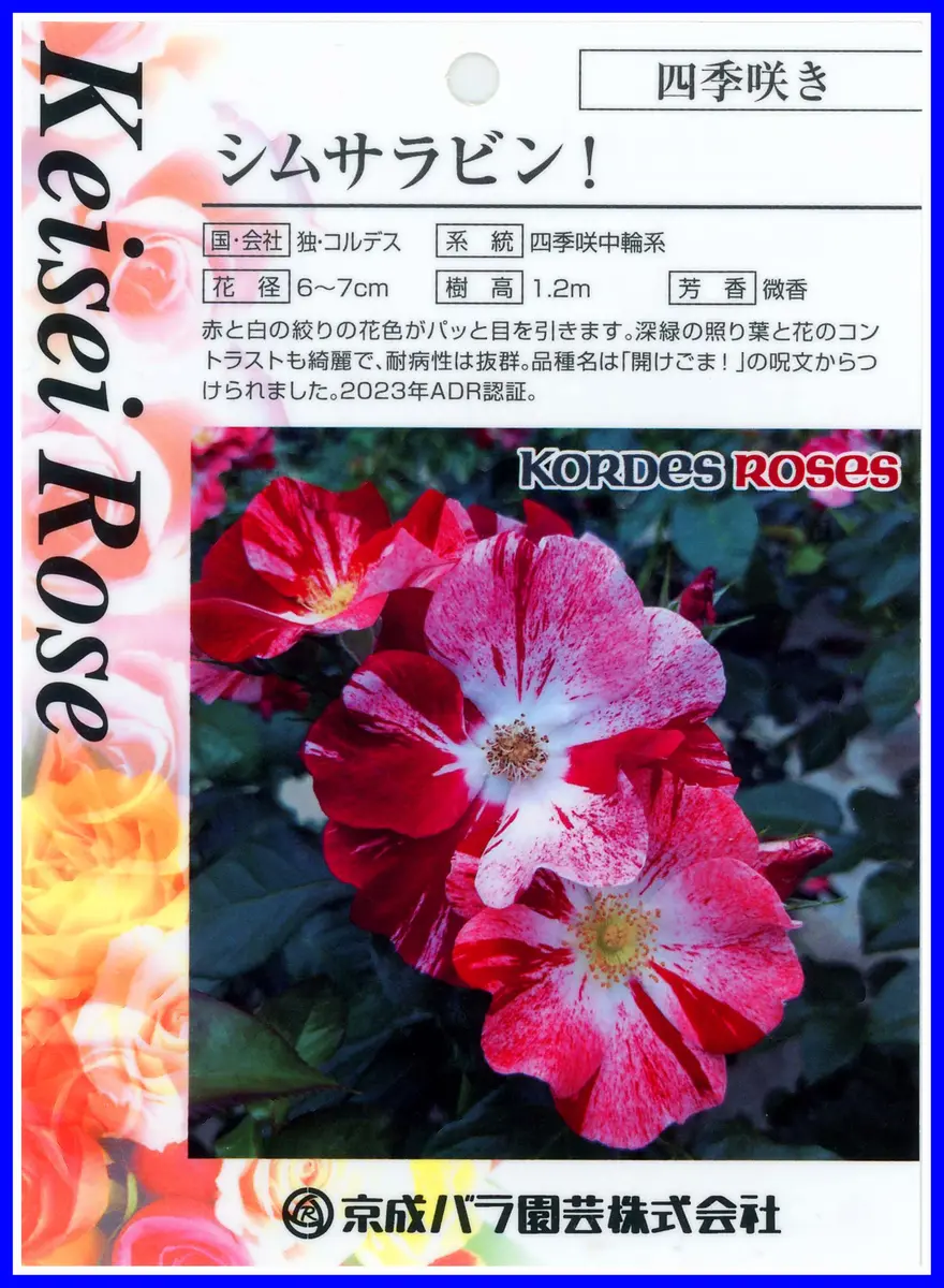 バラ苗　るる様　購入前にコメント バラ“シムサラビン！”。園芸店員氏お勧め、呪文｢開けごま！」x1苗購入