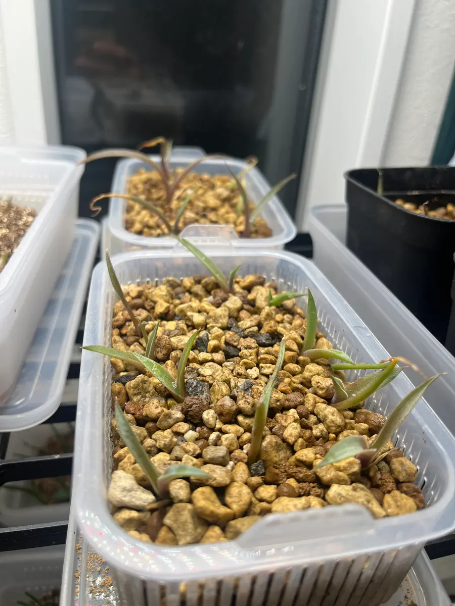 アガベ実生｜そだレポ（栽培レポート）byマル秘植物男｜みんなの趣味の園芸