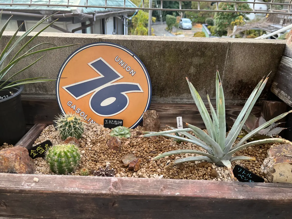 アガベ実生｜そだレポ（栽培レポート）byマル秘植物男｜みんなの趣味の園芸