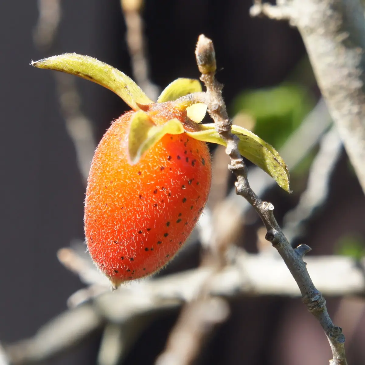 ☆良品☆マイセン ベーシックフラワー 一つ花 キャッシュポット 植木鉢