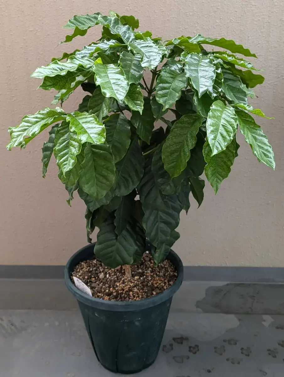 花や実がつく観葉植物としてコーヒーノキを苗から栽培｜そだレポ（栽培