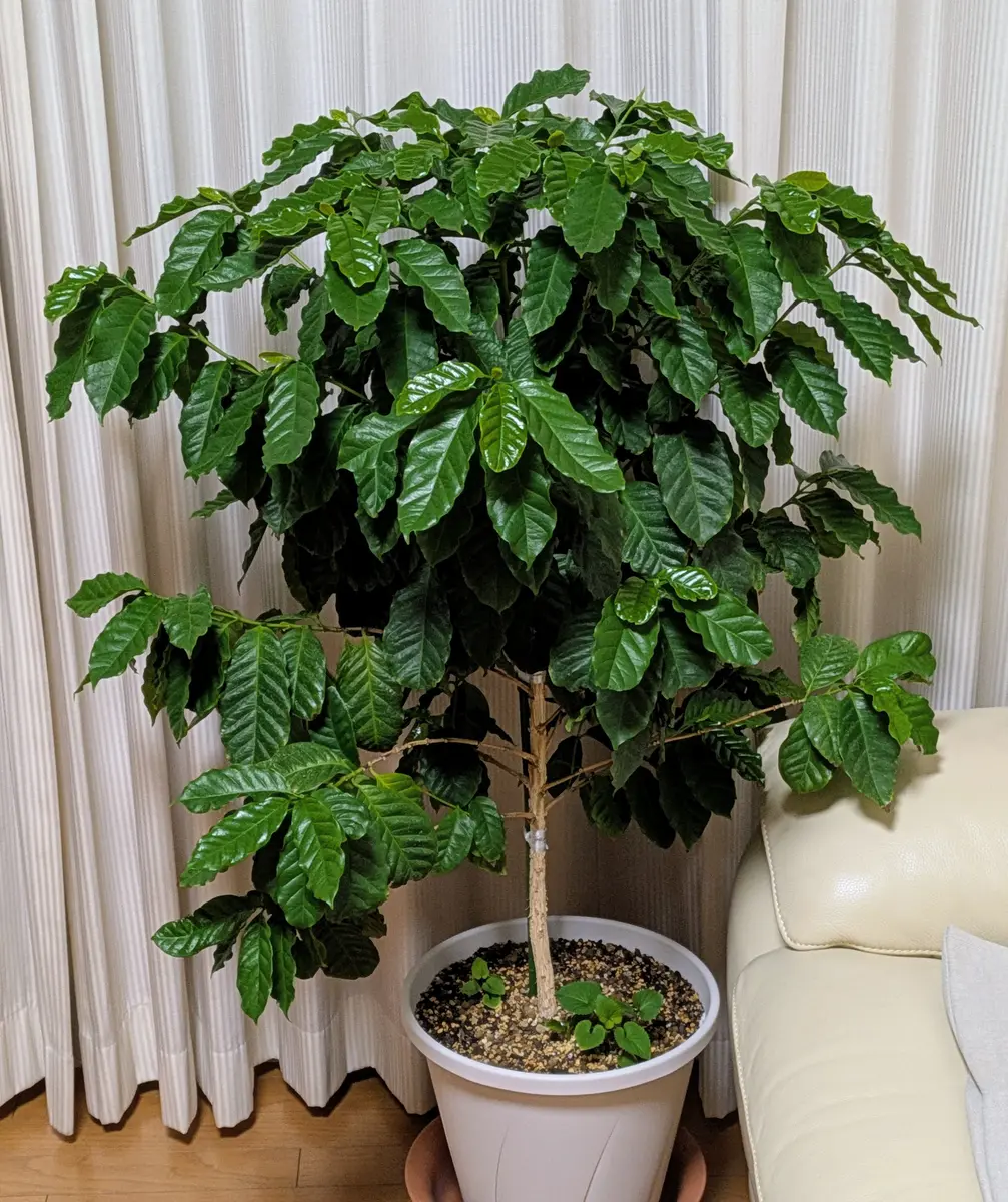 花や実がつく観葉植物としてコーヒーノキを苗から栽培｜そだレポ（栽培