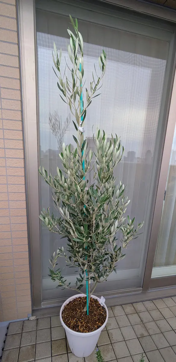 耐暑性のある果樹としてオリーブを苗から栽培｜そだレポ（栽培レポート