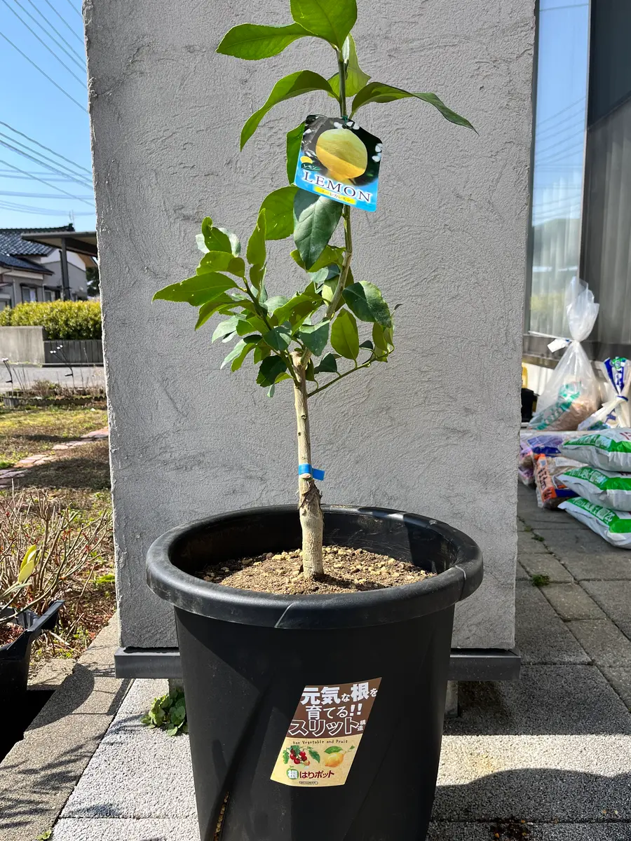 大きめのスリット鉢に植え替え｜ユーレカレモンの栽培🌱｜そだレポ