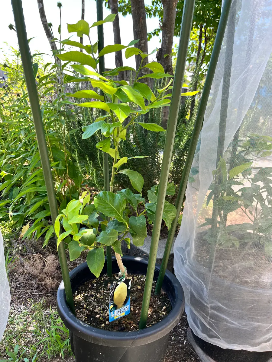 ユーレカレモンの栽培🌱｜そだレポ（栽培レポート）bypeacegarden