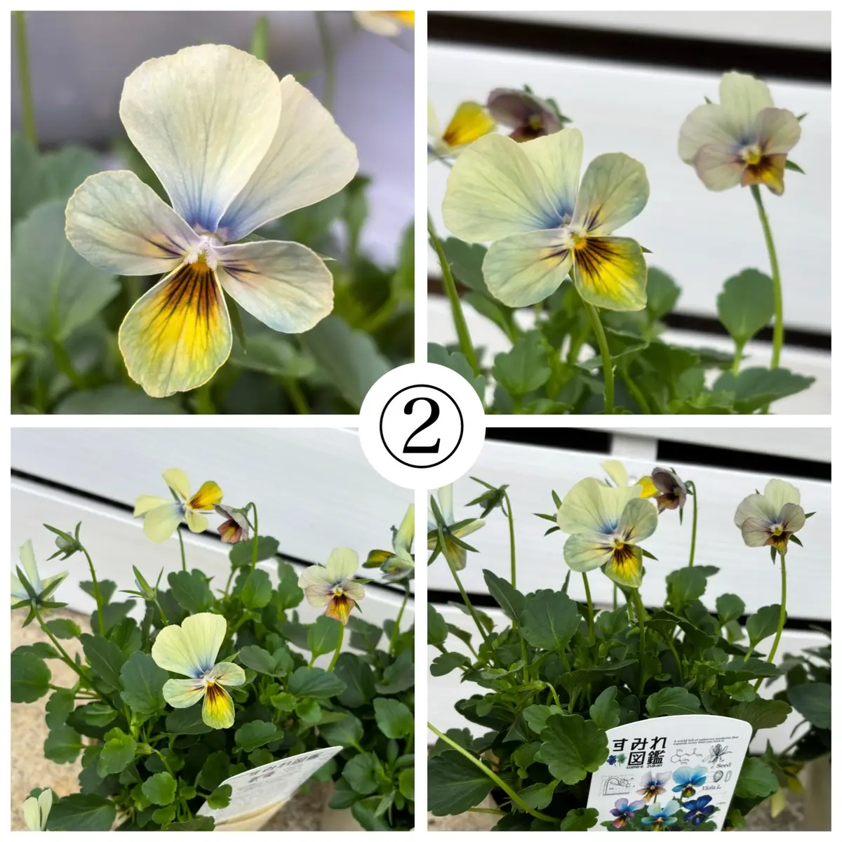 すみれ図鑑｜そだレポ（栽培レポート）bymee_chan｜みんなの趣味の園芸