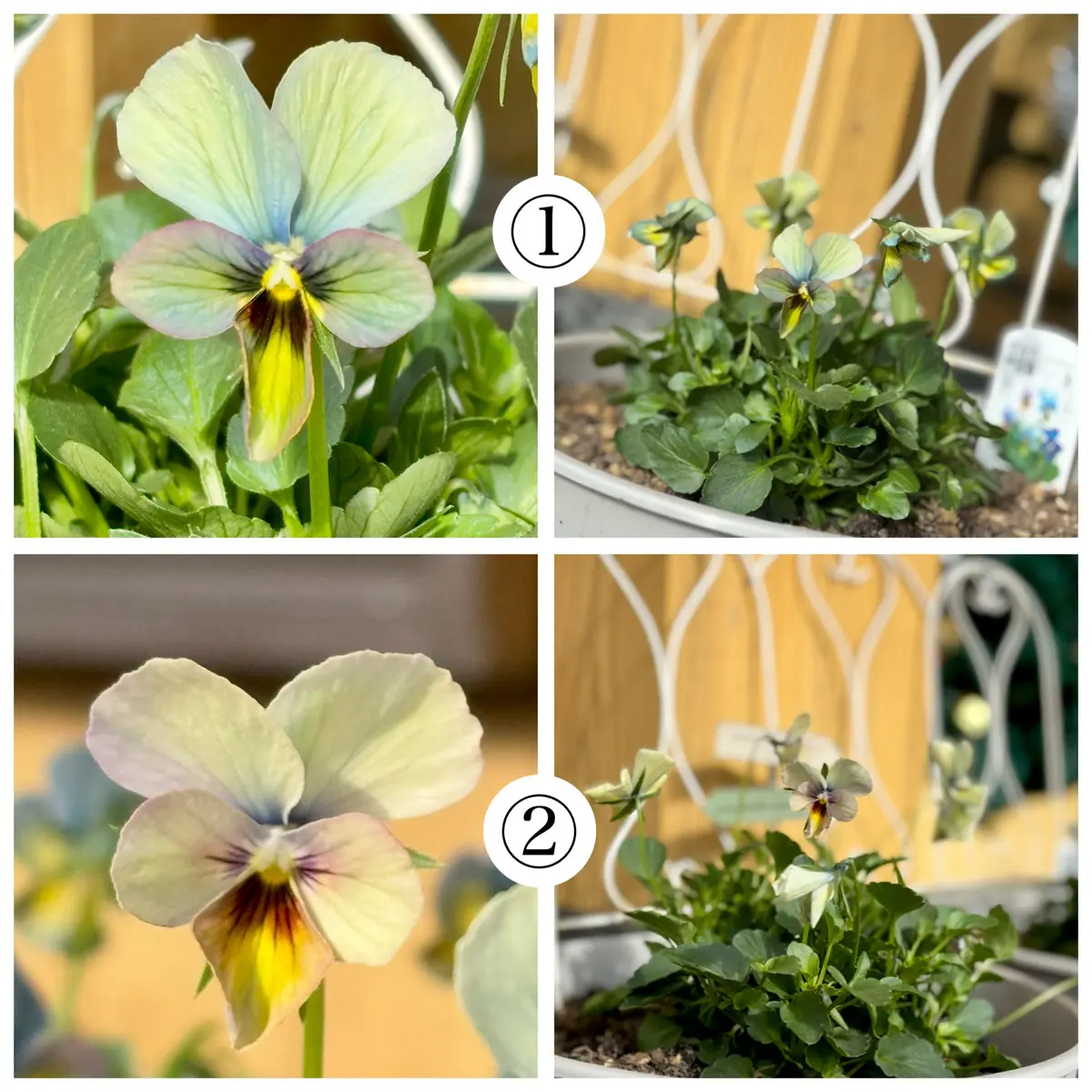 すみれ図鑑｜そだレポ（栽培レポート）bymee_chan｜みんなの趣味の園芸