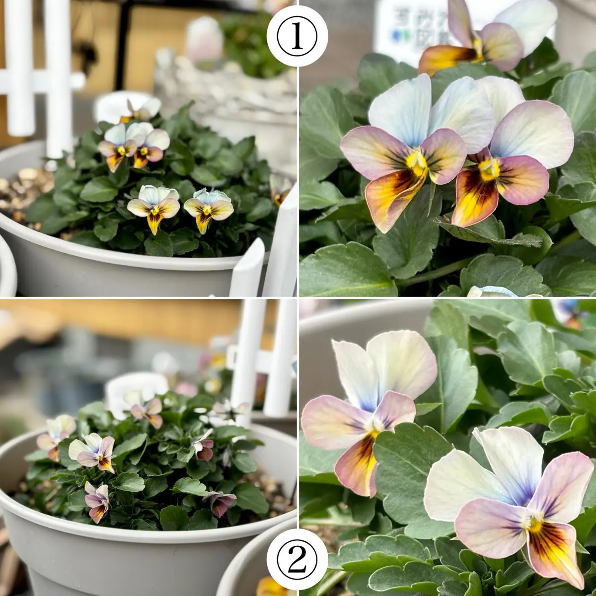 すみれ図鑑｜そだレポ（栽培レポート）bymee_chan｜みんなの趣味の園芸