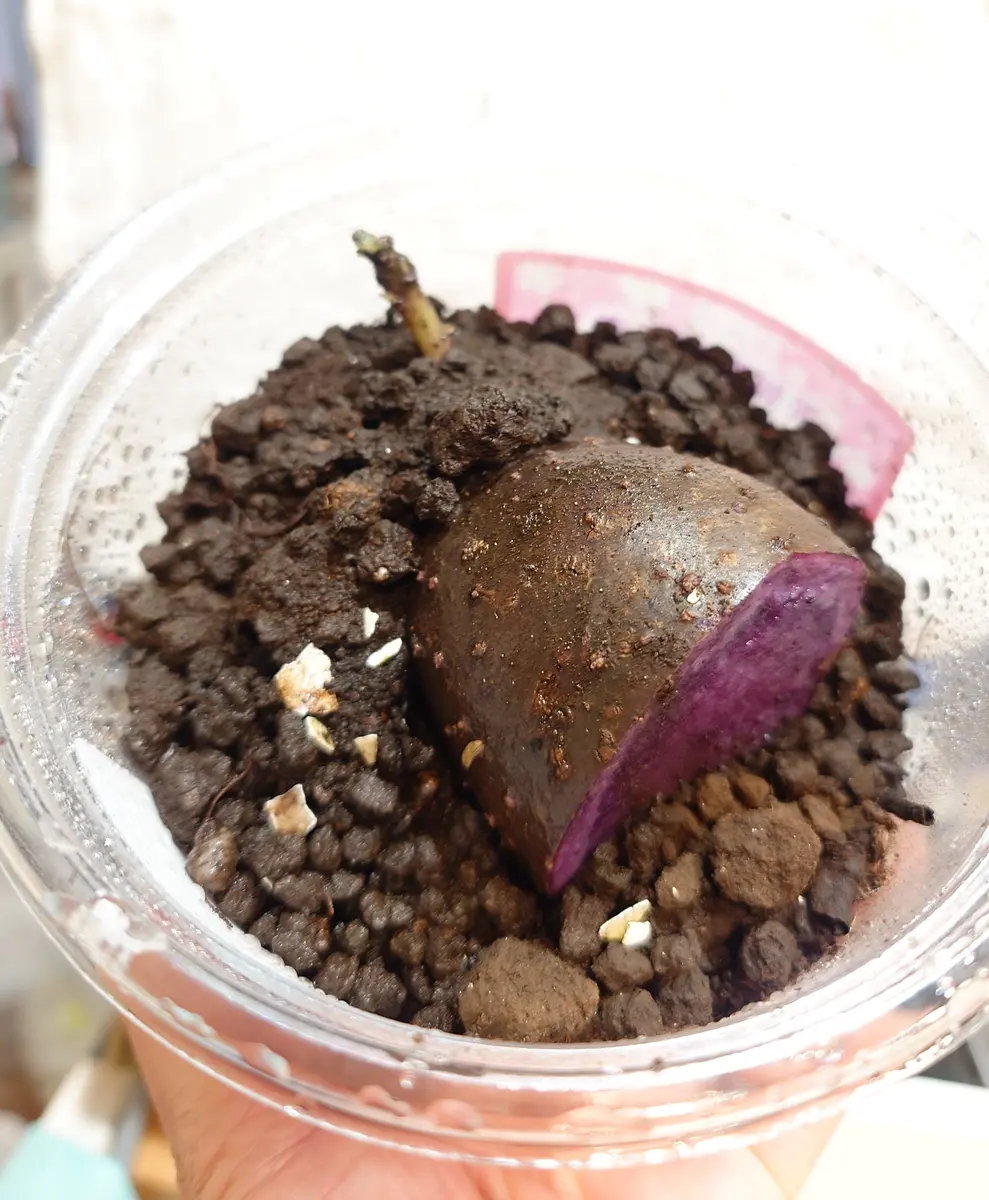 【3月中で締切】シャドークイーン　芽出し済　20kg Amazon.co.jp: じゃがいも 北海道産 シャドークイーン 3kg SMｻｲｽ