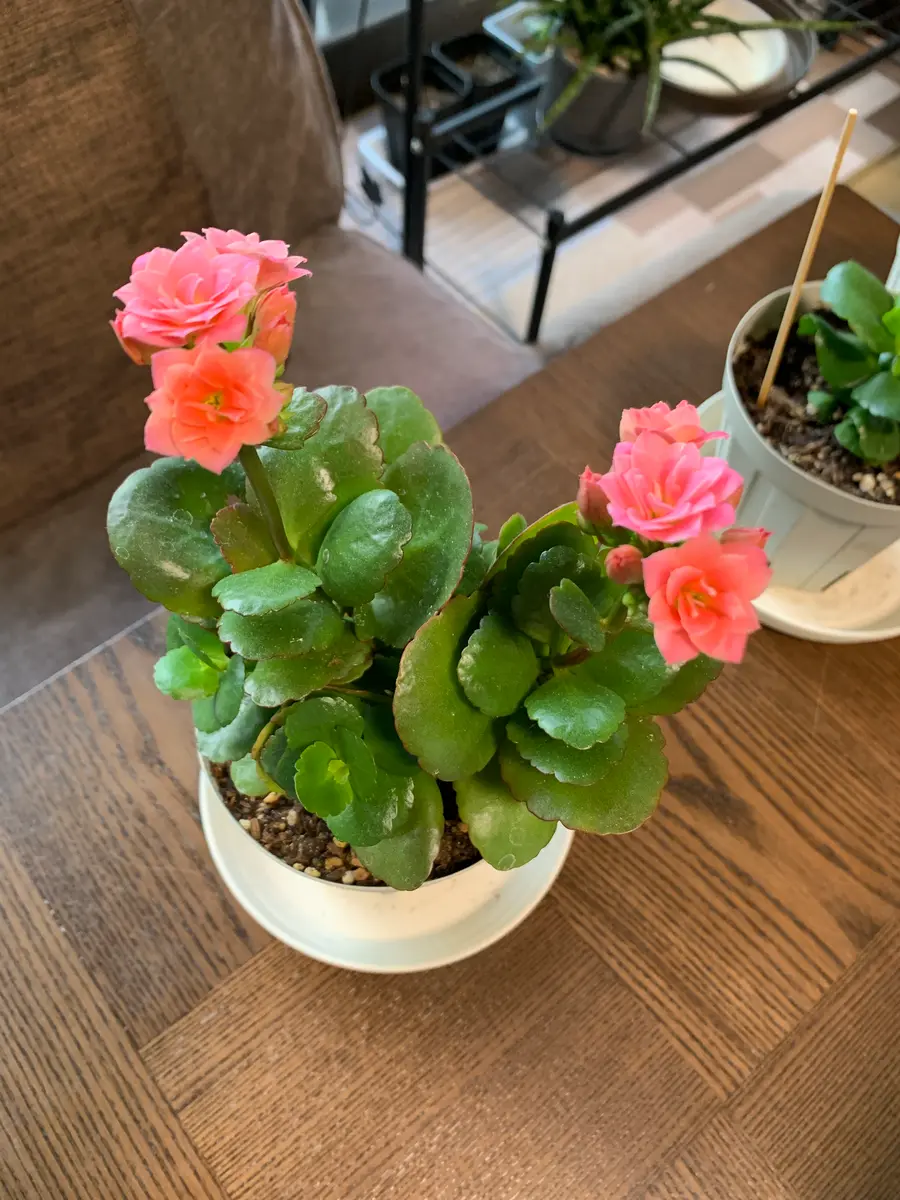 頂き物のカランコエを挿し芽する！｜そだレポ（栽培レポート