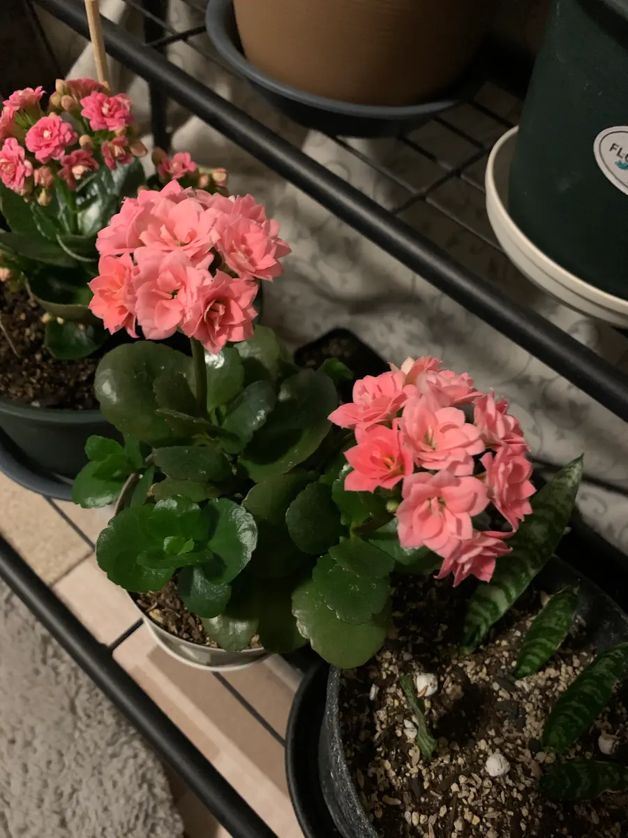 頂き物のカランコエを挿し芽する！｜そだレポ（栽培レポート