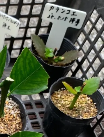頂き物のカランコエを挿し芽する！｜そだレポ（栽培レポート