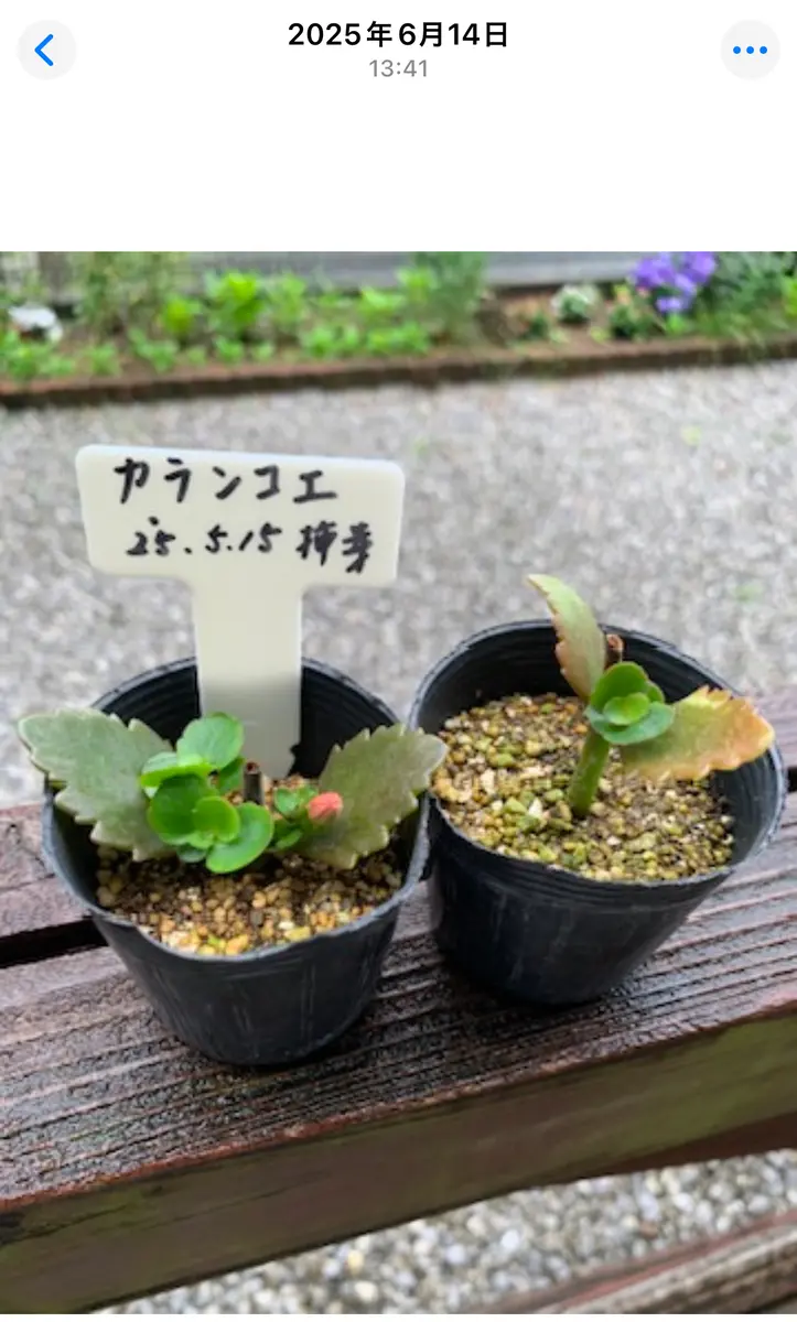 頂き物のカランコエを挿し芽する！｜そだレポ（栽培レポート