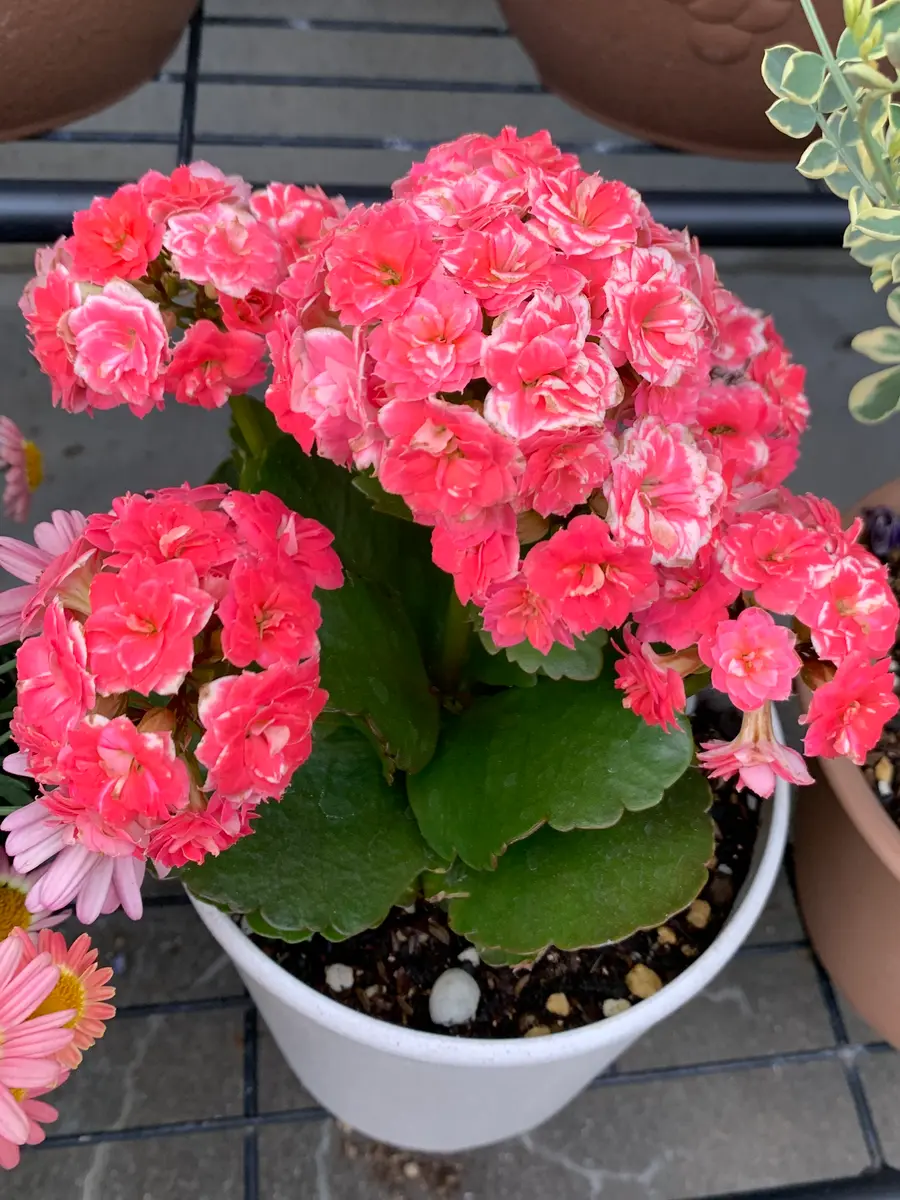 頂き物のカランコエを挿し芽する！｜そだレポ（栽培レポート
