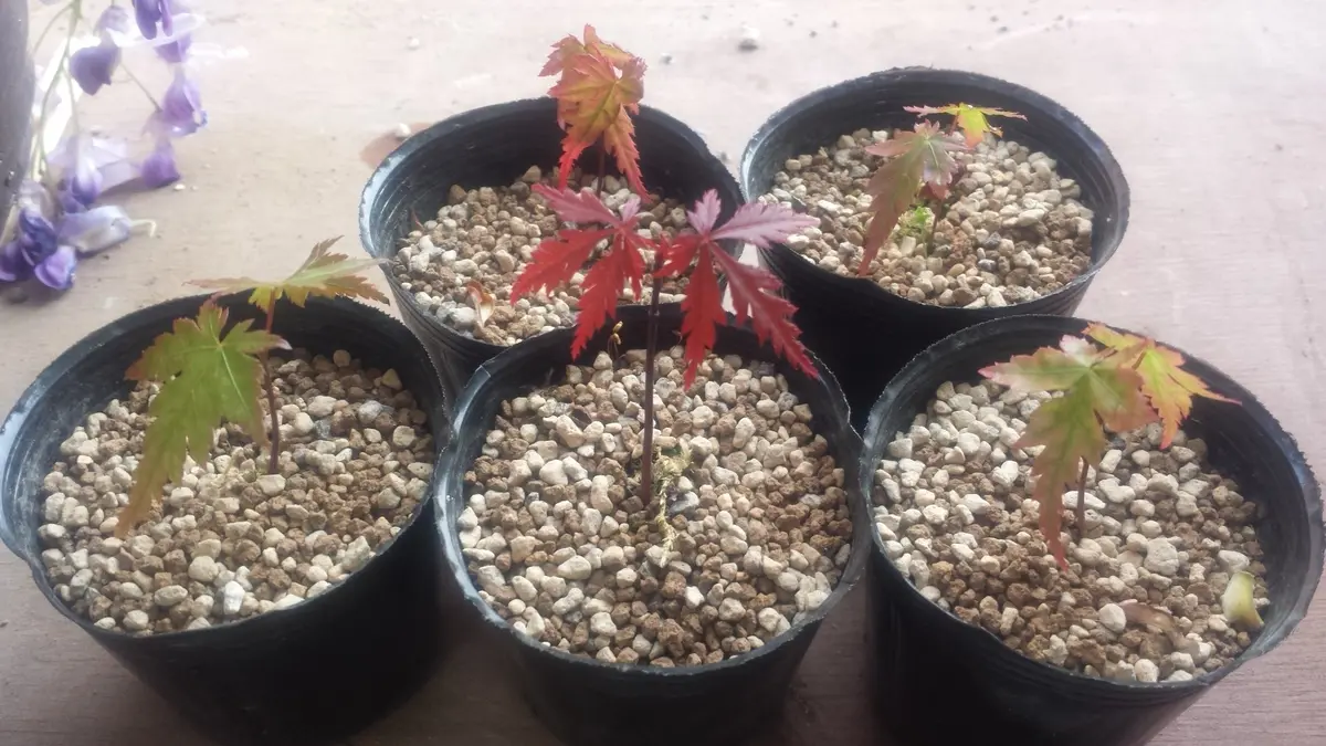 イロハもみじの赤ちゃん苗に挑戦！｜そだレポ（栽培レポート